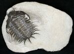 Crotalocephalus Maurus Trilobite #15556-3